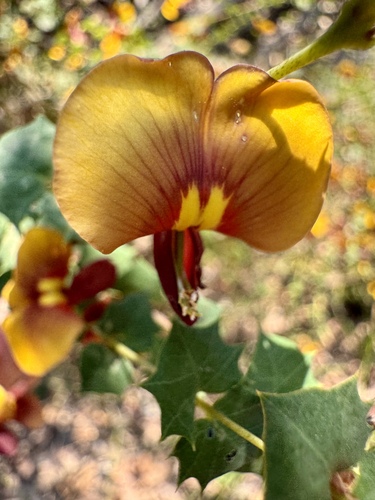 Image of Bossiaea aquifolium by (c) pimelea, some rights reserved (CC BY)