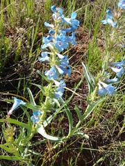 Penstemon angustifolius