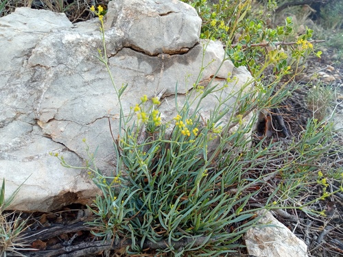 Bupleurum fruticescens, photograph 3
