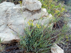 Bupleurum fruticescens, photograph (c) Josep Gesti, some rights reserved (CC BY-SA)