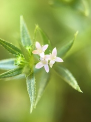 Sherardia arvensis