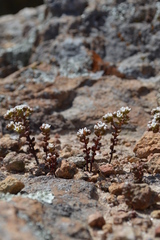 Sedum fuscum