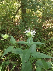 Monarda clinopodia