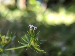 Sherardia arvensis