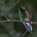 White-tailed Hummingbird - Photo (c) Stephen John Davies, some rights reserved (CC BY-NC), uploaded by Stephen John Davies