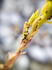 Aphis sedi