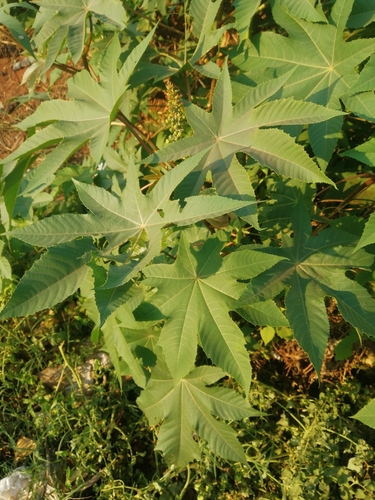 castor bean