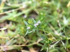 Sherardia arvensis