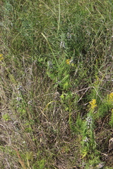 Leonurus glaucescens