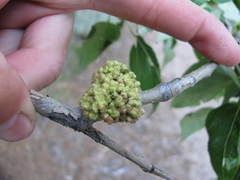 Aceria parapopuli