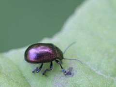 Chrysolina varians