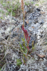 Rumex lapponicus