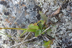 Rumex lapponicus