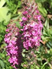 Pedicularis attollens