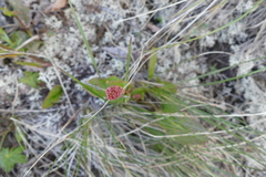 Rumex lapponicus