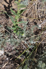 Nonea lutea