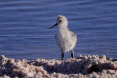 Recurvirostra andina