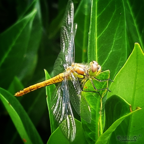 Vagrant Darter, 7701 BS Dedemsvaart, Nederland, photo 10 of 10