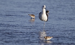 Recurvirostra andina