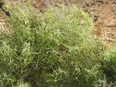 Vitex agnus-castus