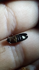 Lamprohiza splendidula