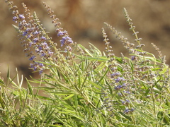 Vitex agnus-castus