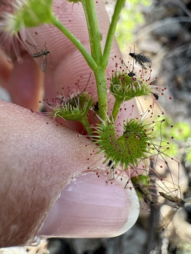 Image of Drosera stolonifera by (c) pimelea, some rights reserved (CC BY)
