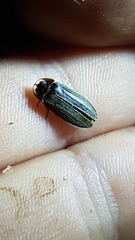 Lamprohiza splendidula