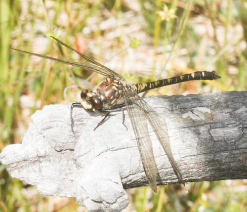 iNaturalist observation photo of Black Petaltail