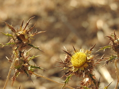 Carlina libanotica