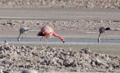 Phoenicoparrus andinus