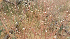 Portulaca elatior