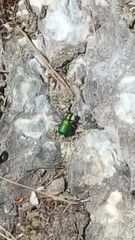 Cicindela denikei