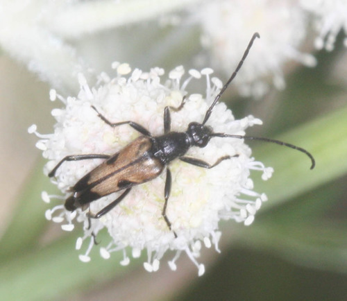 iNaturalist observation photo of Etorofus propinquus