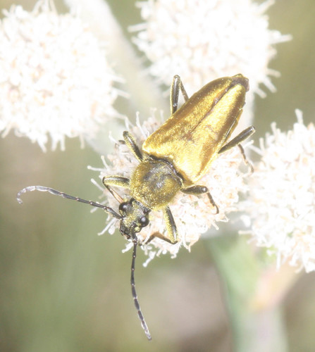 iNaturalist observation photo of Yellow Velvet Beetle