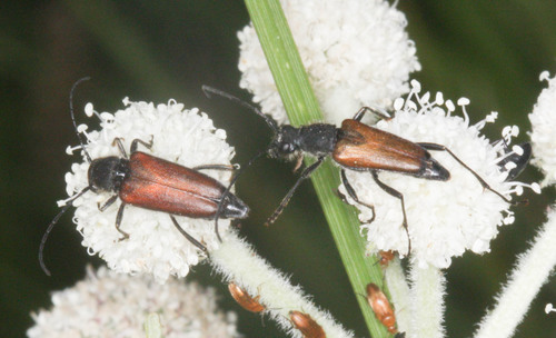 iNaturalist observation photo of Anastrangalia sanguinea