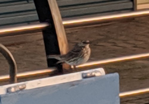 Bisbita costero (Anthus petrosus)