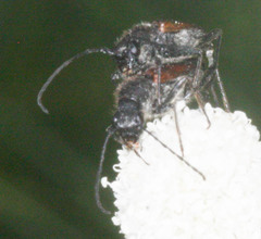 Anastrangalia sanguinea