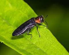 Agrilus ruficollis