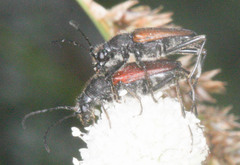 Anastrangalia sanguinea