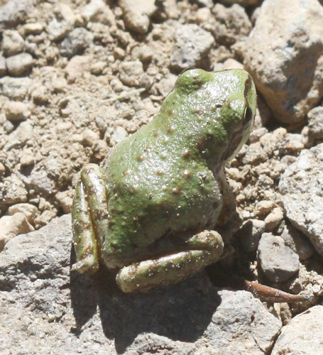 iNaturalist observation photo of Pacific chorus frog