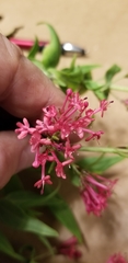 Centranthus ruber