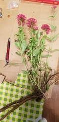 Centranthus ruber