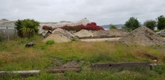 Centranthus ruber
