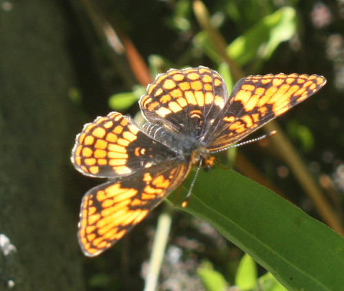 iNaturalist observation photo of Patches and Allies