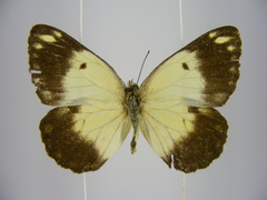 Belenois creona severina