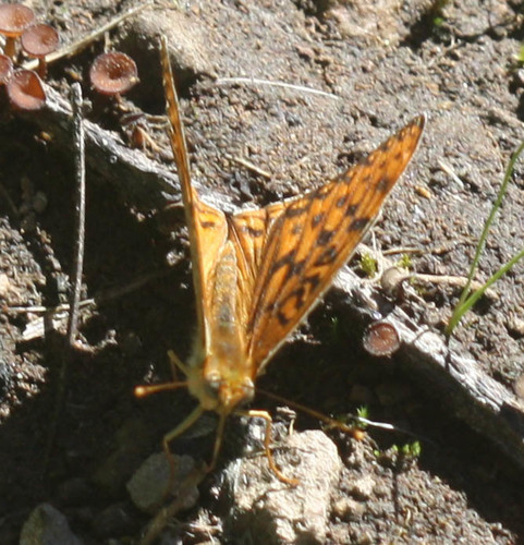 iNaturalist observation photo of Greater Fritillaries