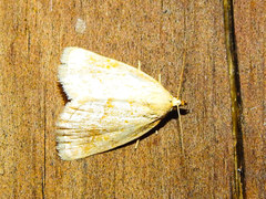 Protodeltote albidula