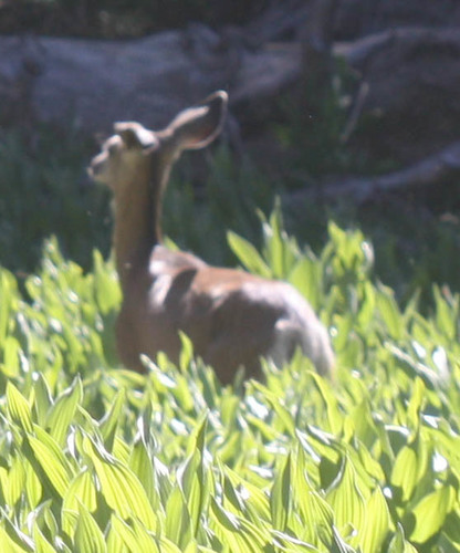 iNaturalist observation photo of Mule Deer