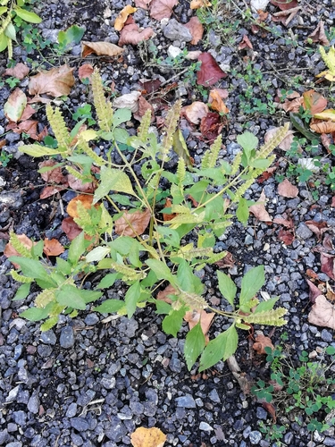 Elsholtzia pseudocristata iNat (3)